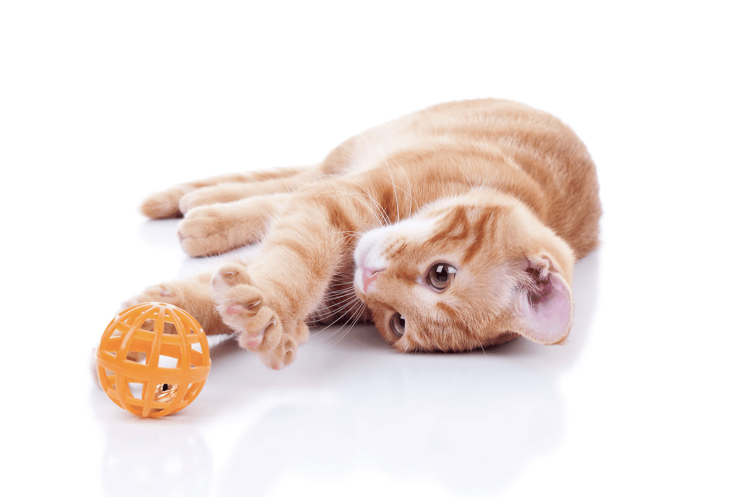 Fix Your Cat's Favorite Toy with Bondic: A Step-by-Step Guide for Frustrated Pet Parents